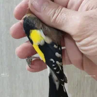 سهره نر|پرنده|اردبیل, |دیوار