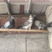 کبوتر سالم خوب زیبا