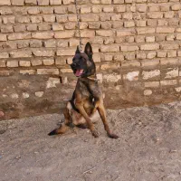 مالینیوز ماده معاوضه|سگ|یزد, |دیوار