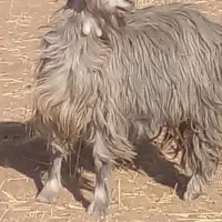 دو عدد بز سالم.اقتصادی.بَر گرفته..|حیوانات مزرعه|خرمآباد, |دیوار