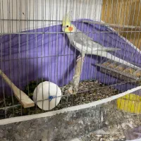 عروس هلندی کار داده با تخم