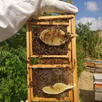 عسل های طبیعی کوه های لرستان|خوردنی و آشامیدنی|قم, پردیسان|دیوار