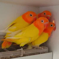 خرید و فروش  ۲۴ ساعته پرنده زینتی|پرنده|بندرعباس, |دیوار