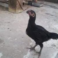 نوک طوطی