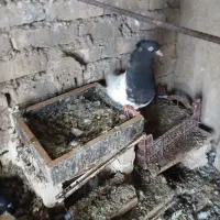 کبوتر|پرنده|اهواز, زرگان|دیوار