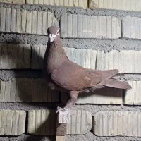 کبوتر|پرنده|شیراز, کوشک میدان|دیوار