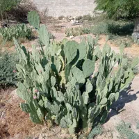 قلمه کاکتوس آپونتیای میوه دار|گل و گیاه طبیعی|گله دار, |دیوار