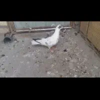 ابلغ یک کت سبز