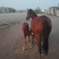 مادیون با کره ماده 45روزه