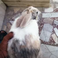خرگوش