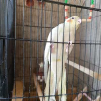 عروس هلندی|پرنده|جنت, |دیوار