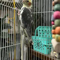 عروس هلندی نر|پرنده|اسلامشهر, شهرک مهدیه|دیوار