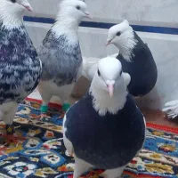 طوقی  طوقی طوقی