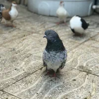 سرور سوسک کل دم دستر پر کاکل نر کل دم ماده سبز|پرنده|گرگان, |دیوار