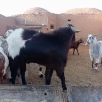 نربز دورگ درشت|حیوانات مزرعه|سبزوار, غرب نیروگاه|دیوار