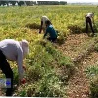 کارگر کنترات لوبیا چینی