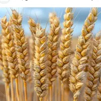 گندم ساورز