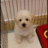 سگ خانگی پودل|سگ|پرند, فاز ۵|دیوار