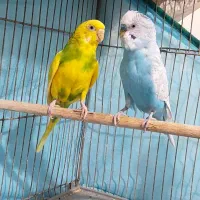 مرغ عشق نرو ماده