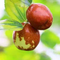 درخت عناب لانگ چینی ، نهال عناب ، نهالستان مشهد