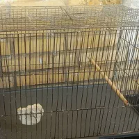 قفس و لانه پرنده|لوازم جانبی حیوانات|اهواز, فاز ۵ پاداد|دیوار