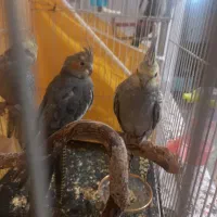 عروس هلندی|پرنده|اسفراین, |دیوار