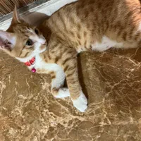 گربه خانگی|گربه|کاشان, عربها|دیوار
