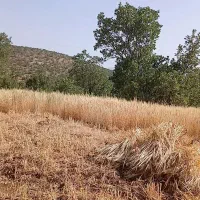 فروش جووکسن تیمی،کاه کسن وکاه جو وگندم