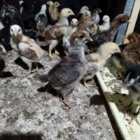 ۱۰۰ جوجه محلی ۲۰ روزه کرچ شو|حیوانات مزرعه|بابل, |دیوار