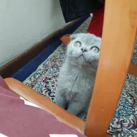 بچه گربه اسکاتیش فولد|گربه|کرمان, |دیوار