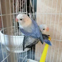 پرنده((طوطی 100)) درصدجوجه بزرگ کن ونربرزیلی دایان