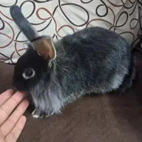 خرگوش