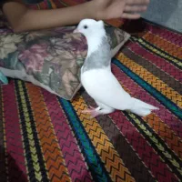 کبوتر طوقی الماسی عتیقه معاوضه با کبوتر و پرنده