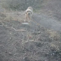 سگ پاکوتاه ماده|سگ|نیشابور, فضل|دیوار