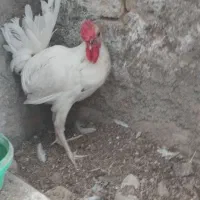 خروس گلین جوان