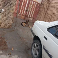 سگ ژرمن شپرد نر|سگ|بروجن, |دیوار