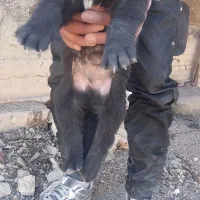 واگزاری واگزاری طوله