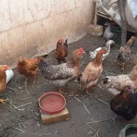 نیمچه ۷ ماهه