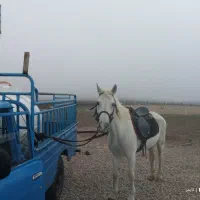 فروش دوراس مادیان