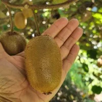 ۳۰ تن کیوی درجه ۱