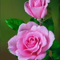 نظافت واشپزی