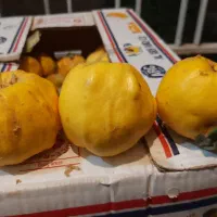 به ارگانیک محلی