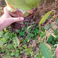 گیاه بابا آدم|گل و گیاه طبیعی|اسالم, |دیوار