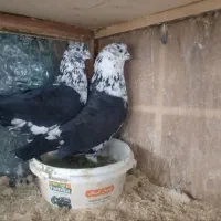 کبوترا‌پروازی