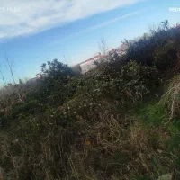 علفزنی چمنزنی علفتراش