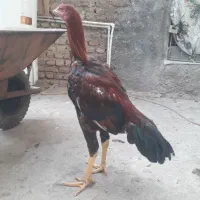 جوجه خروس لاری نسل دار|حیوانات مزرعه|مزرعه کتول, |دیوار