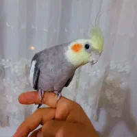 عروس هلندی سخنگو|پرنده|بناب, |دیوار