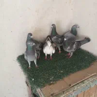 کبوترپلاکی دونه ۲۰۰