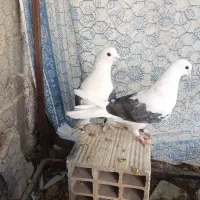 دوکت نر ماده جفت|پرنده|جم, |دیوار