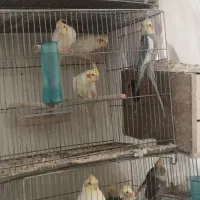 عروس هلندی مولد|پرنده|قم, دانش|دیوار